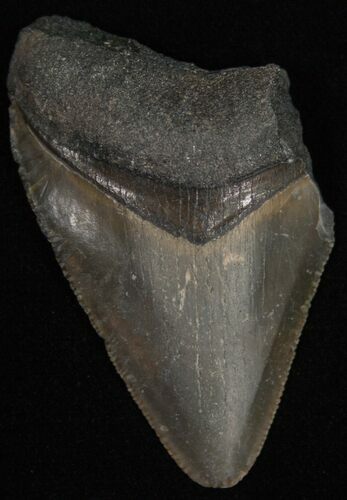 Bargain Bone Valley Megalodon Tooth #11094